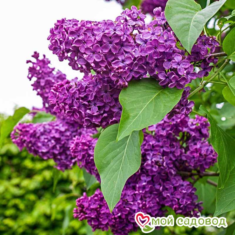 Сирень обыкновенная "Чарльз Джоли"(Charles Joly)