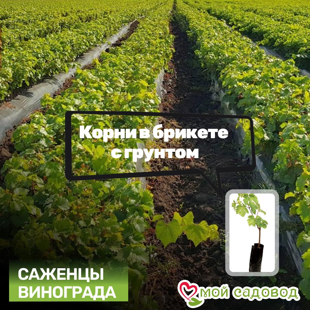 Виноград Олег (Диамант)