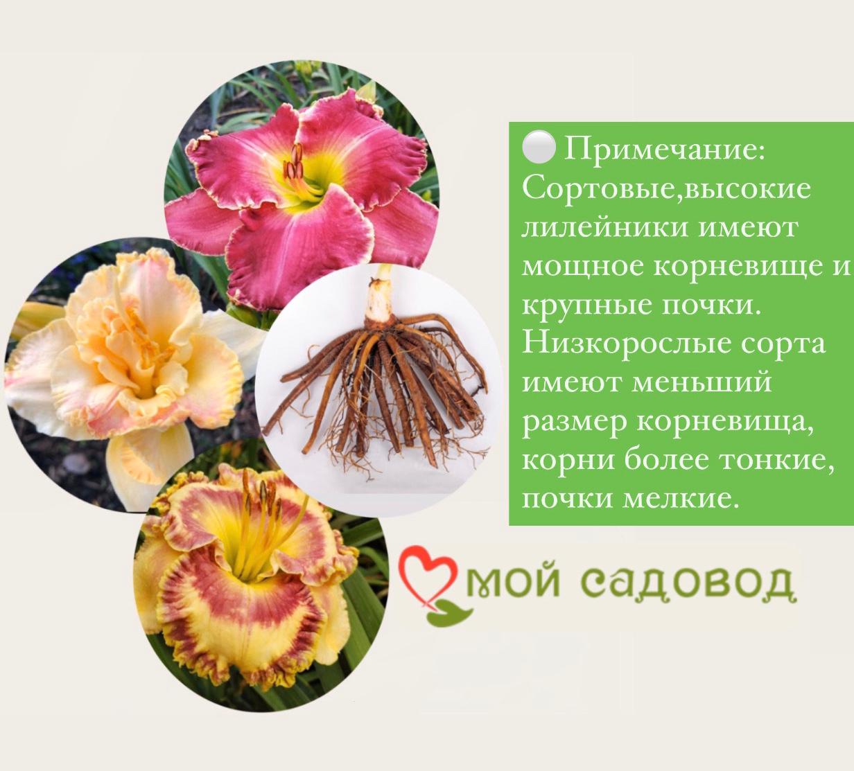 Лилейник  Кристмас Из