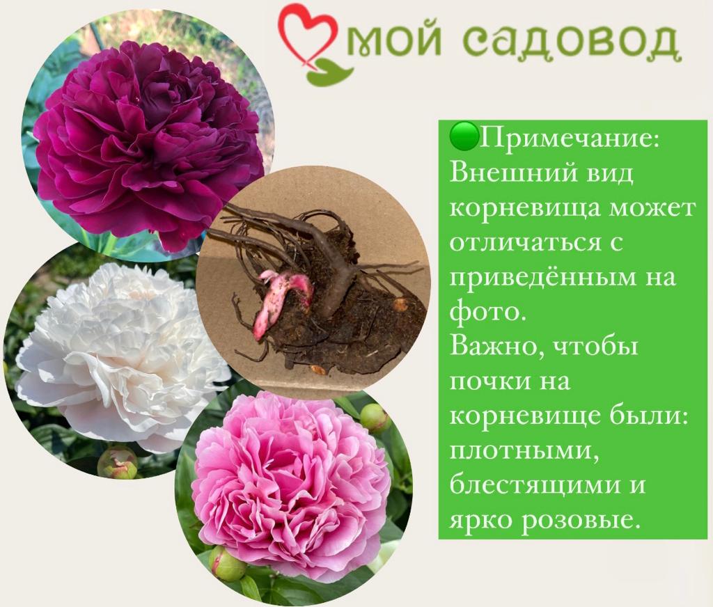 Пион Альберт Круз