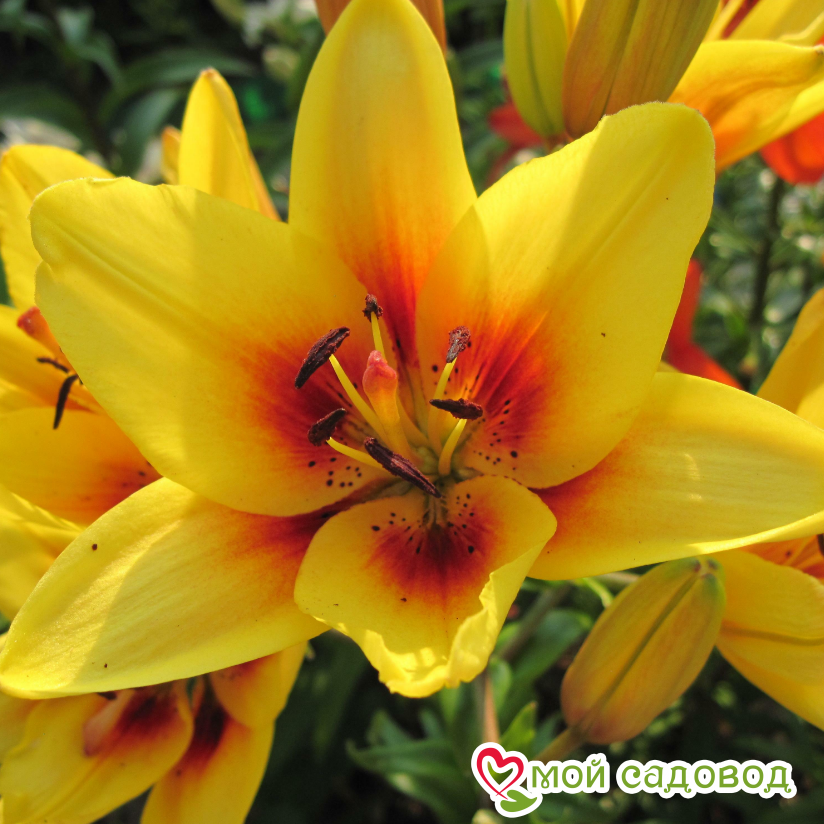 Лилия биколор азиатская Гранд Крю