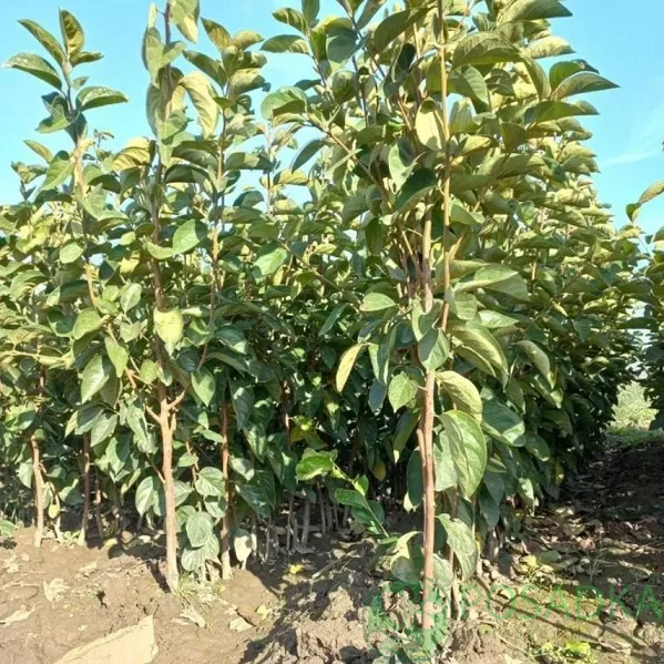 Хурма Зенжимару